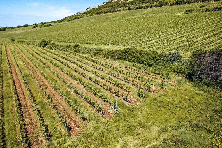 Terroir a pohárban – így formálják az ősi kőzetek a modern borokat